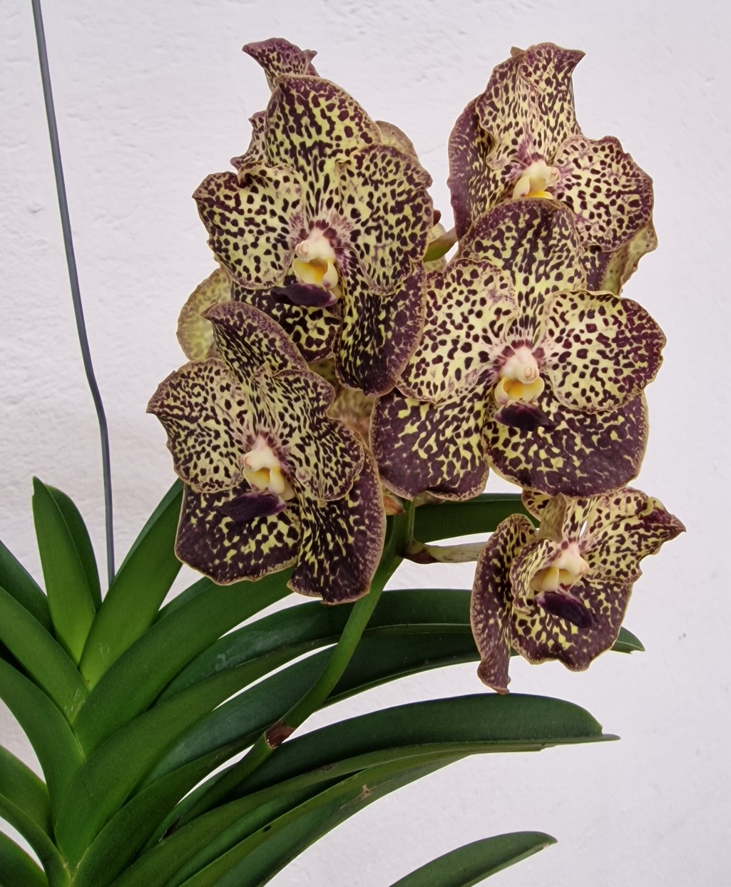Vanda SUNANDA® Ocelot Mocha