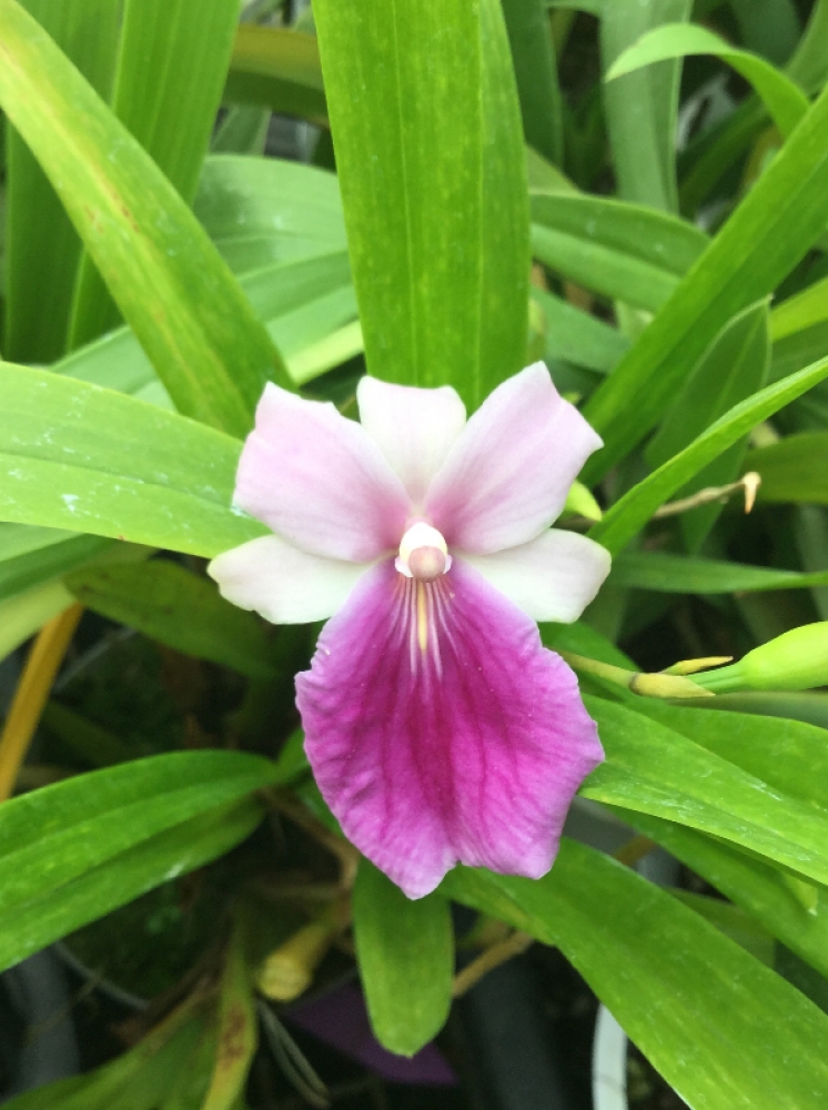 Miltonia regnellii