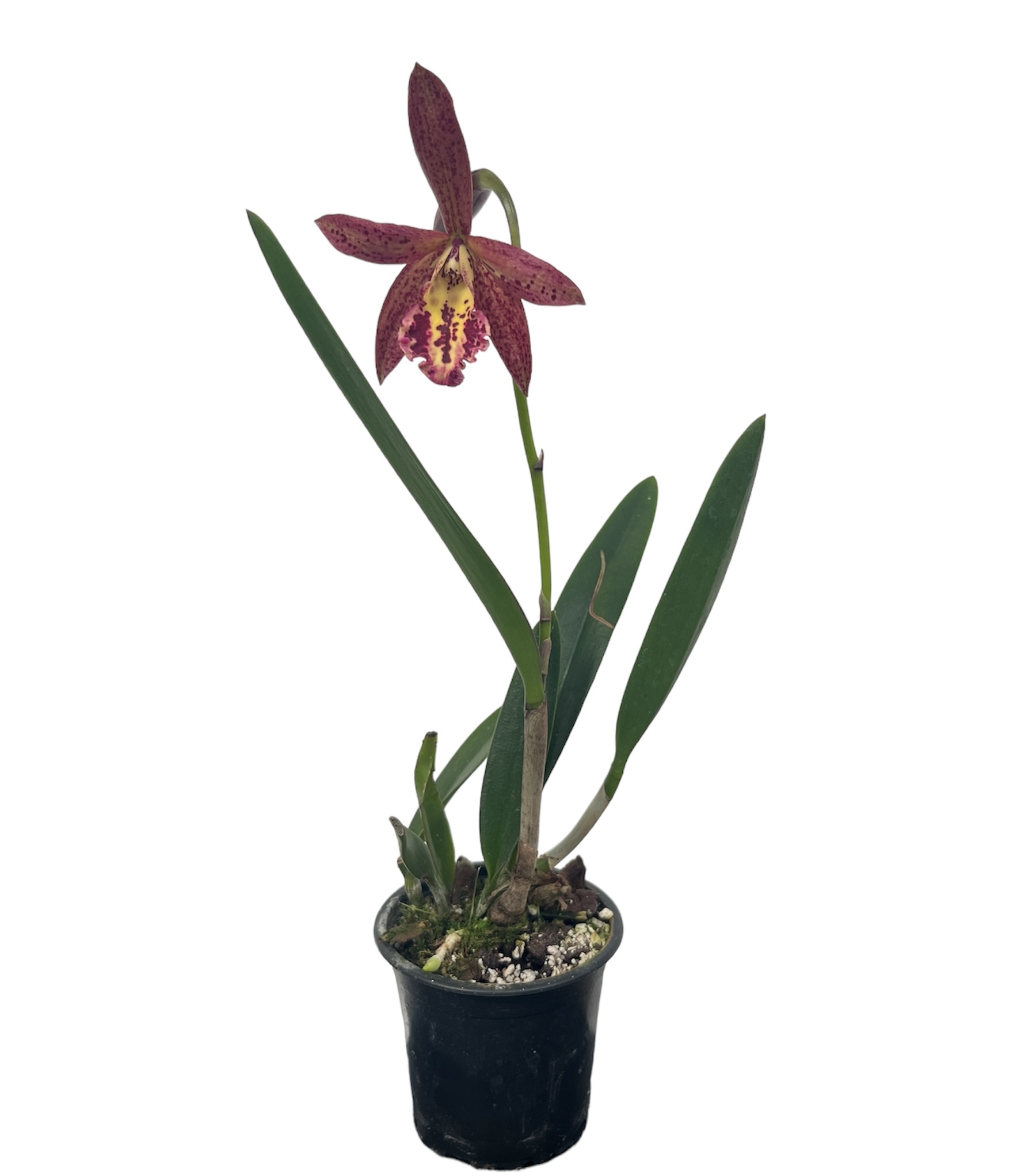 Cattleya Rustic Spots