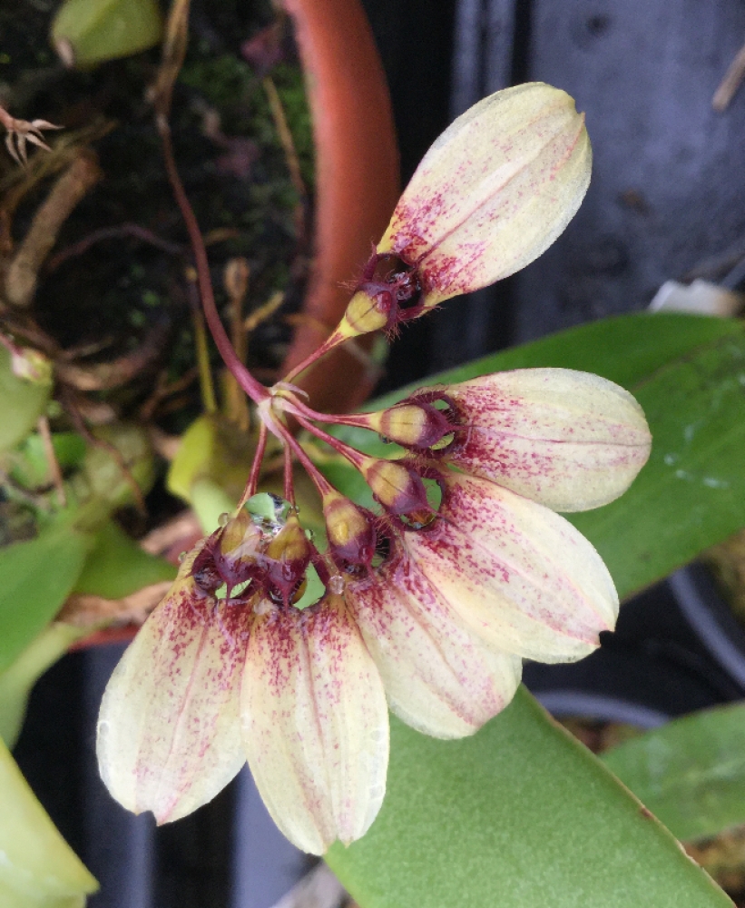 Bulbophyllum flabellum-veneris