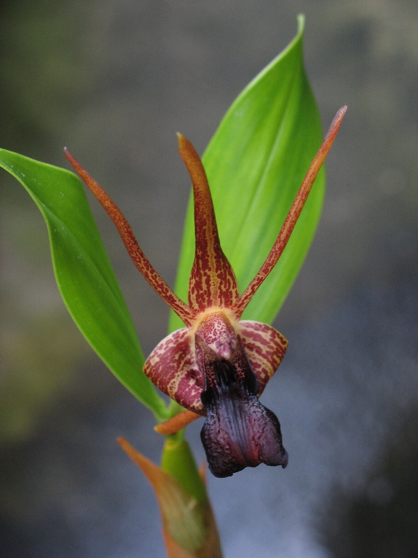 Epigeneium amplum (Dendrobium amplum)