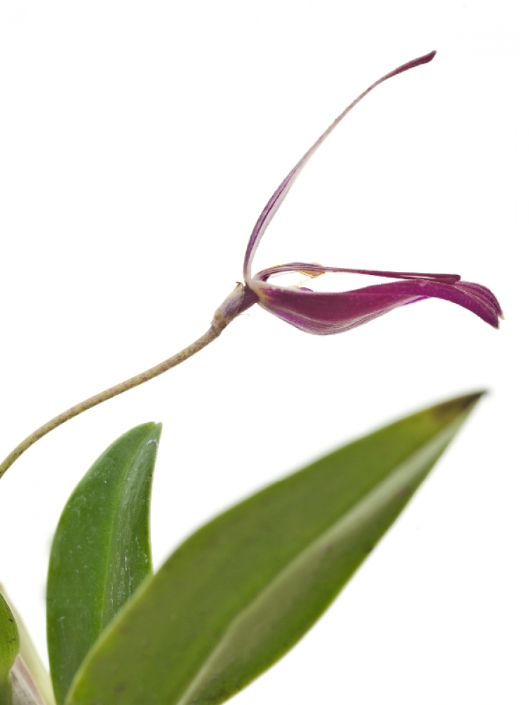 Restrepia purpurea