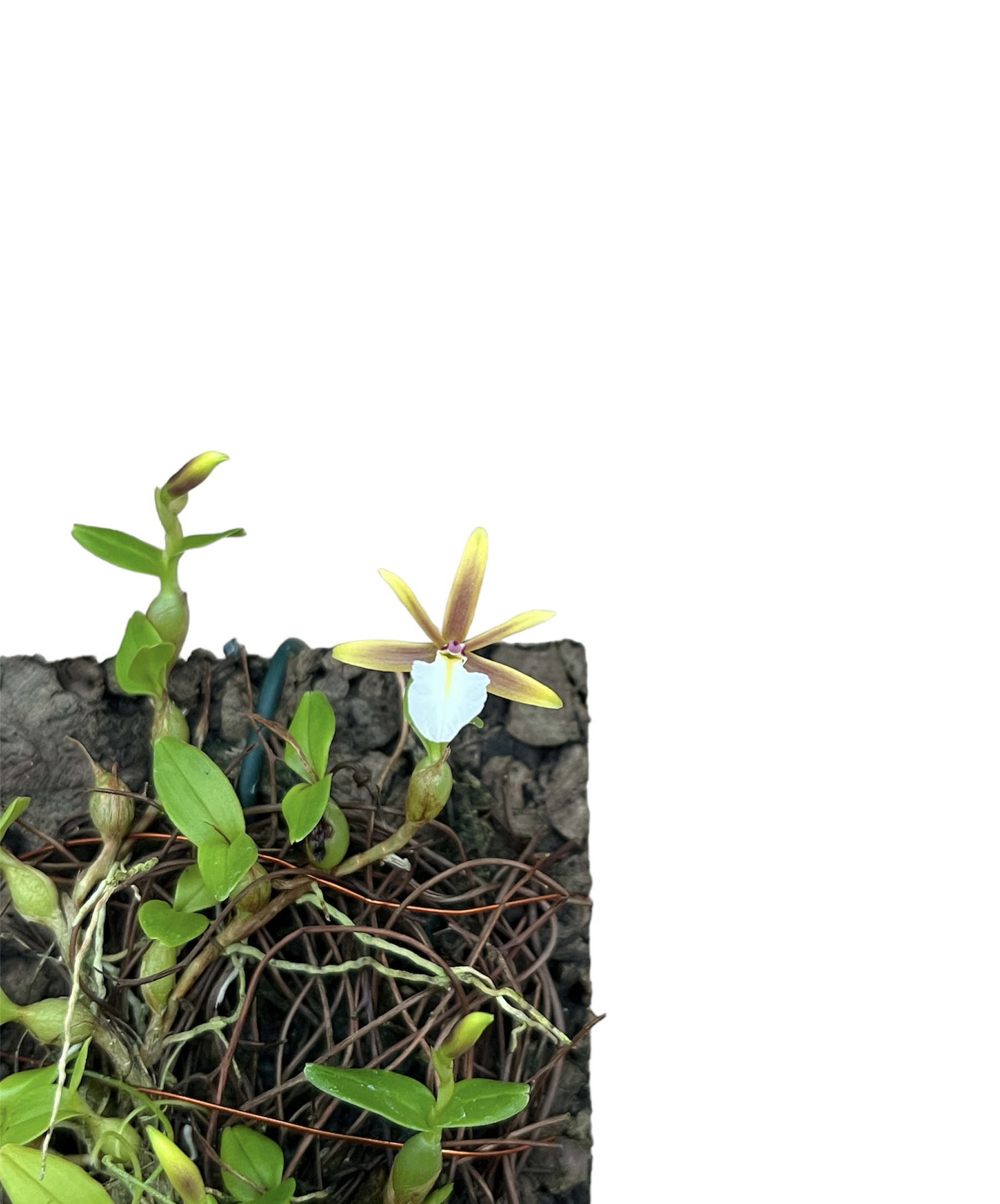 Dinema polybulbon
