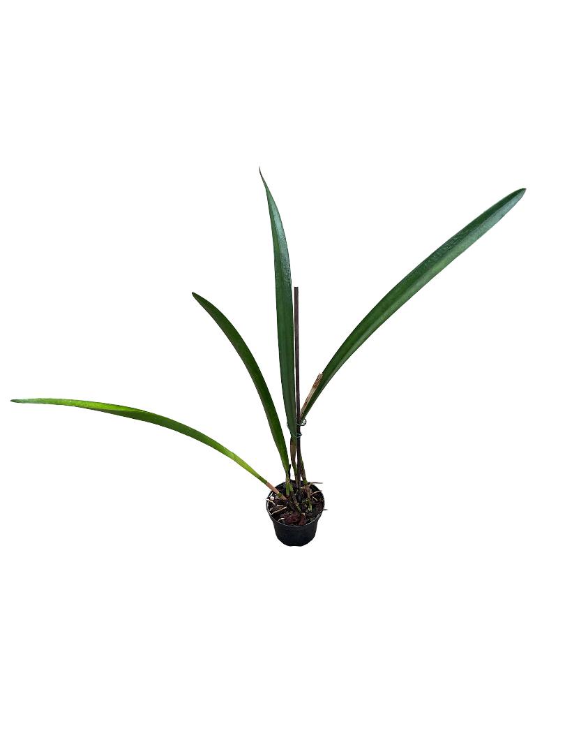 Arpophyllum giganteum