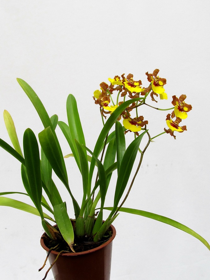 Oncidium croesus (aufgebunden)