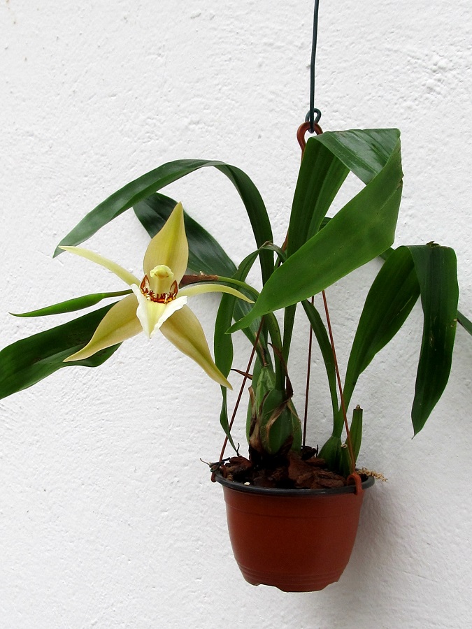 Coelogyne lawrenceana 