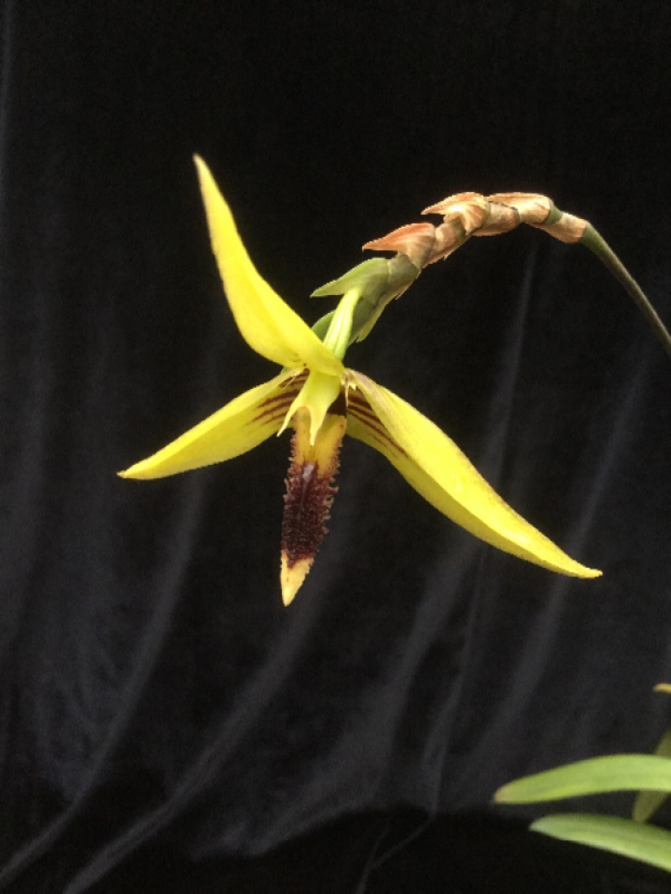 Bulbophyllum longiscapum