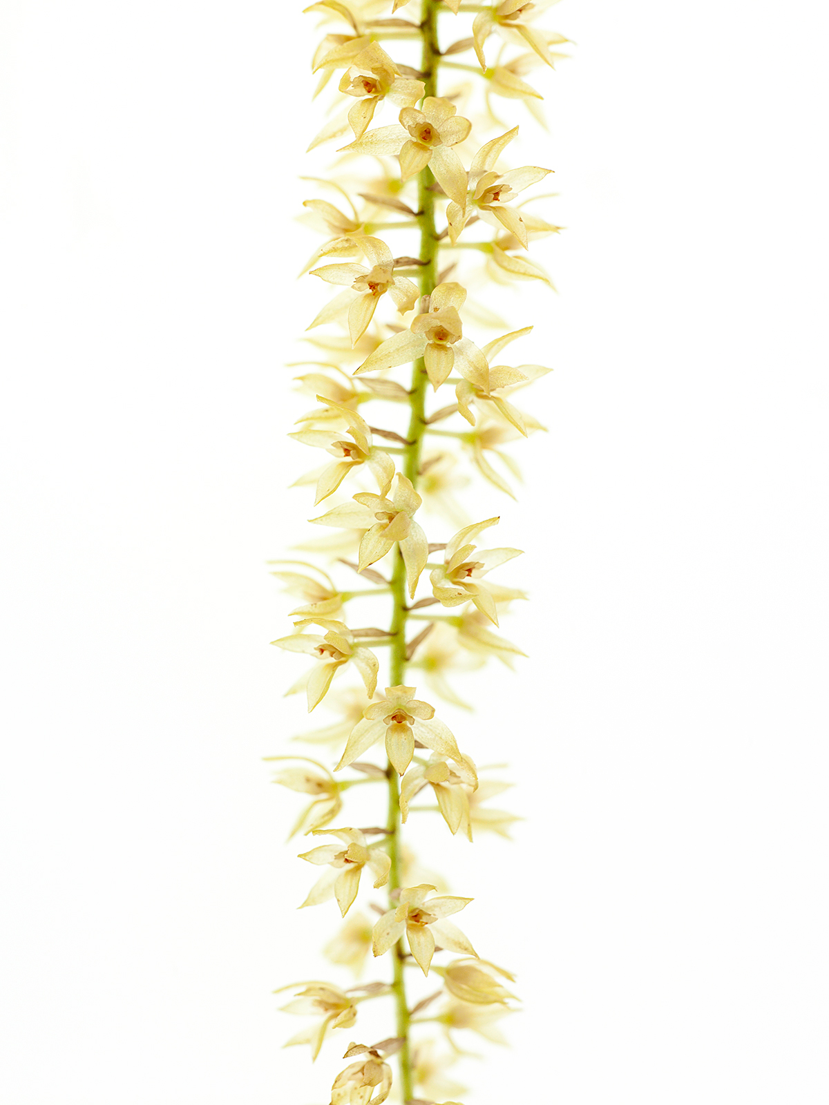 Dendrochilum propinquum