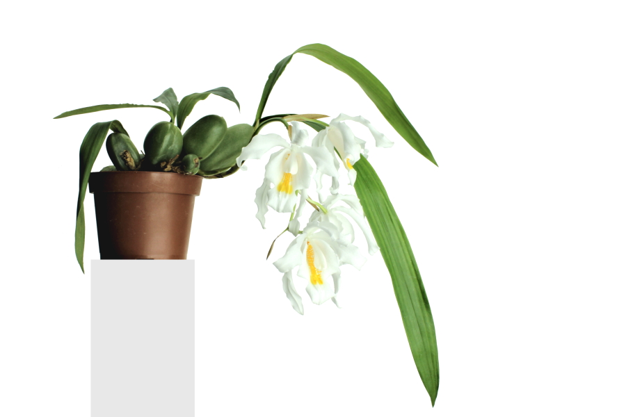Coelogyne cristata