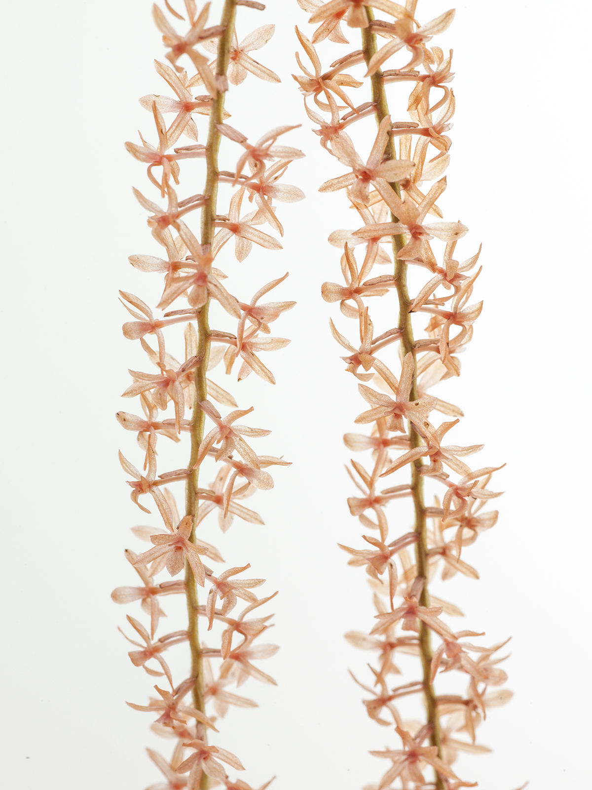 Dendrochilum convallariiforme