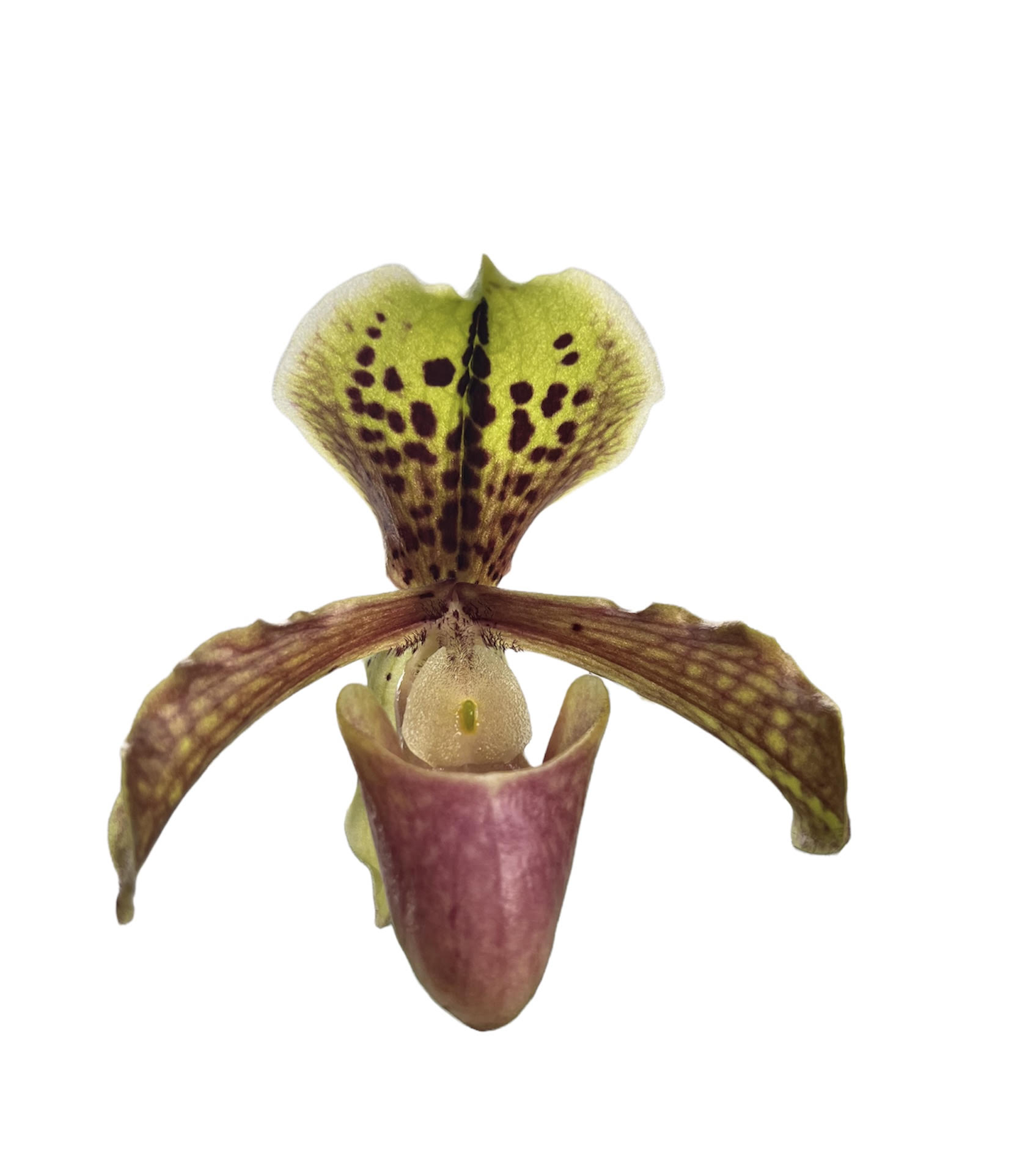 Paphiopedilum Henryanum mini Hybride