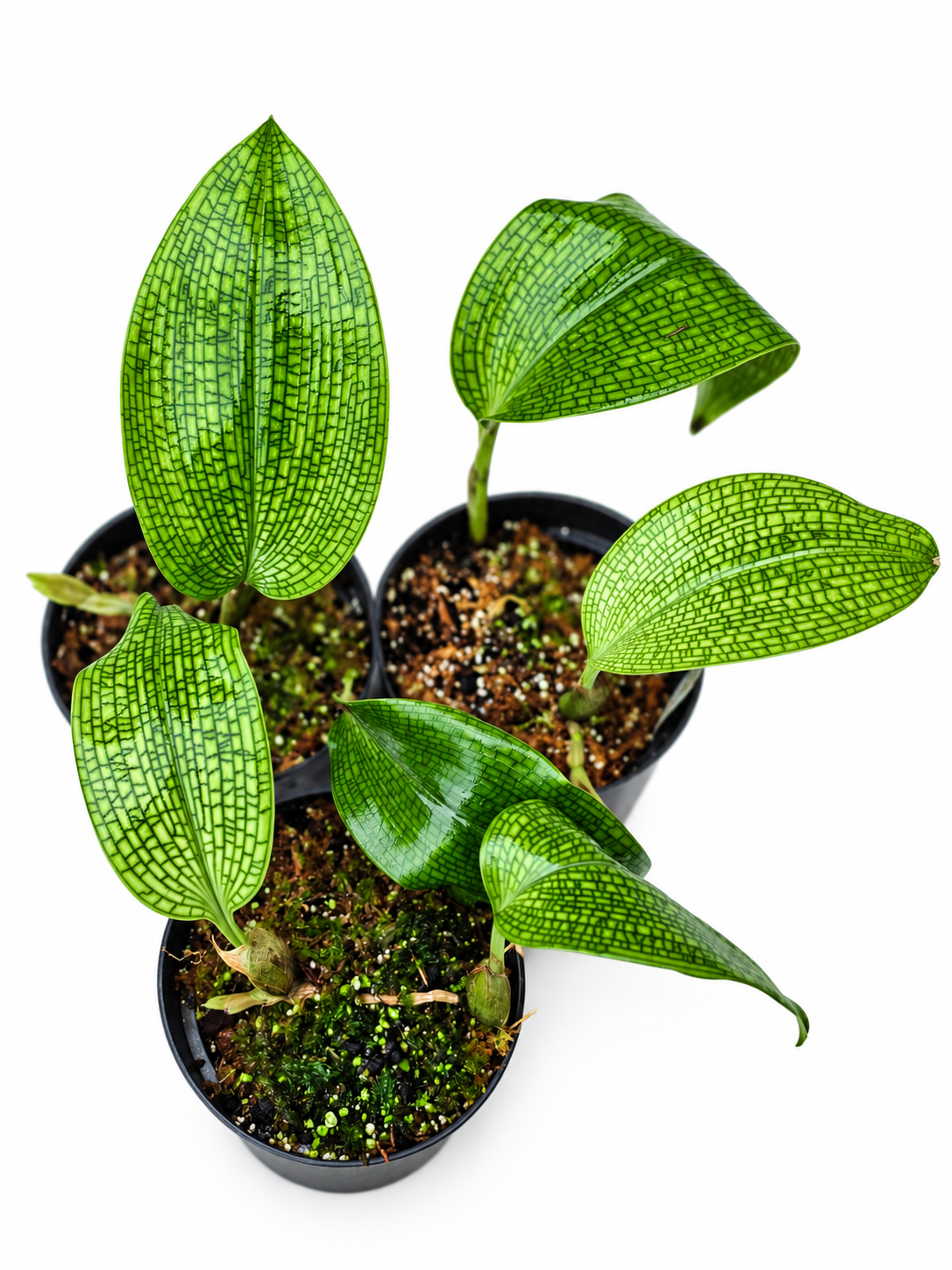 Bulbophyllum reticulatum