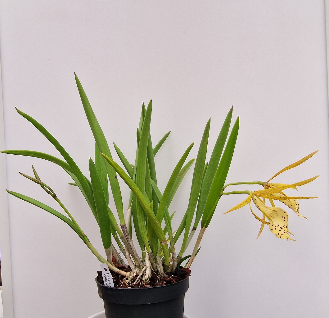 Cattleya Yellow Bird