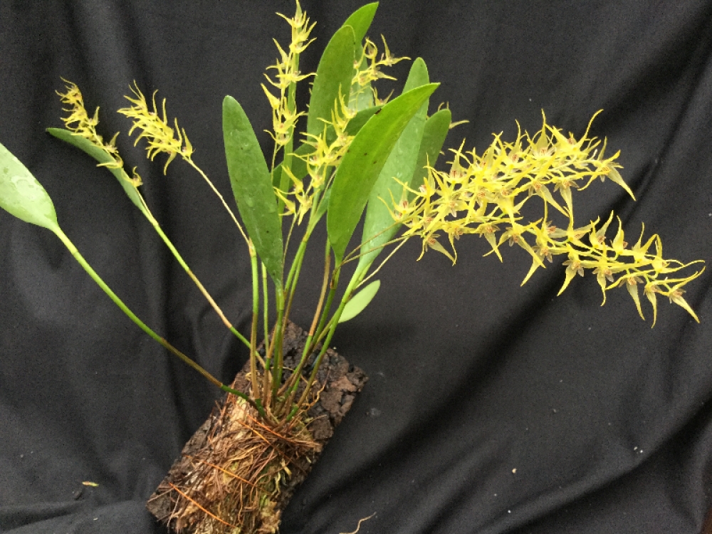 Pleurothallis dolichopus