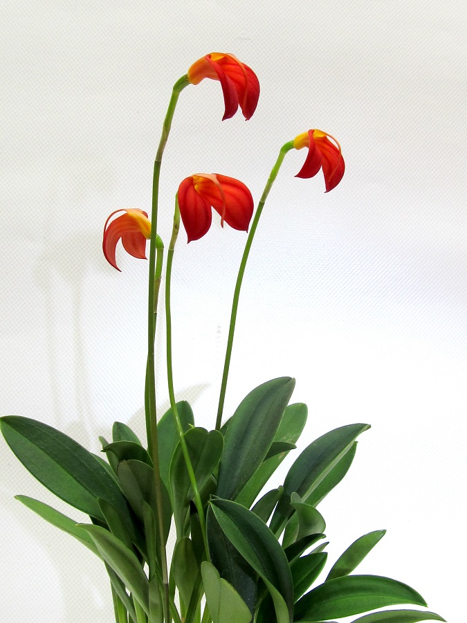 Masdevallia ignea