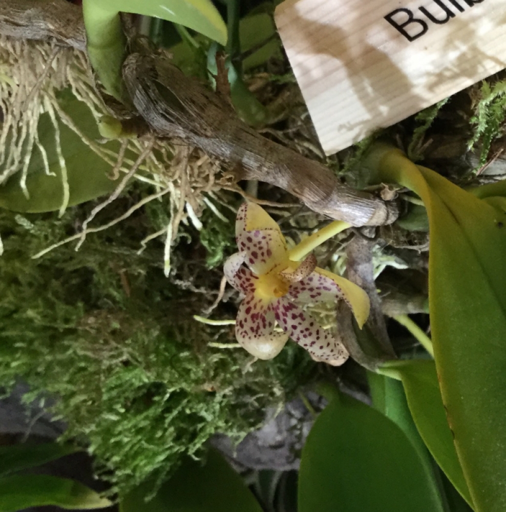 Bulbophyllum baileyi (aufgebunden)