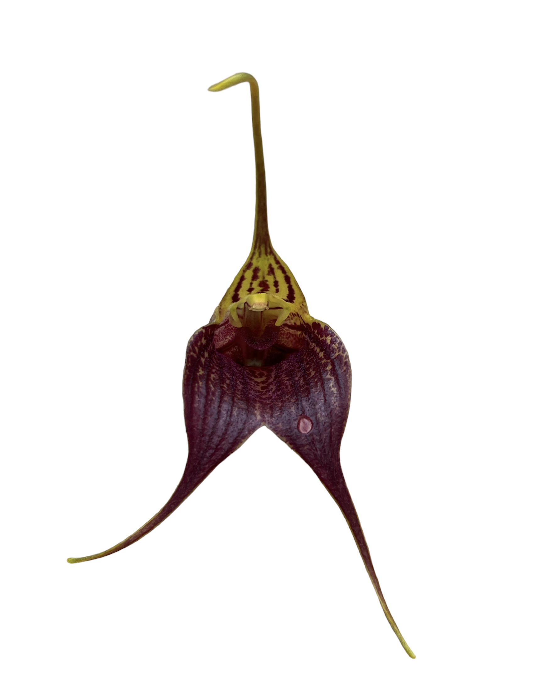 Masdevallia torta