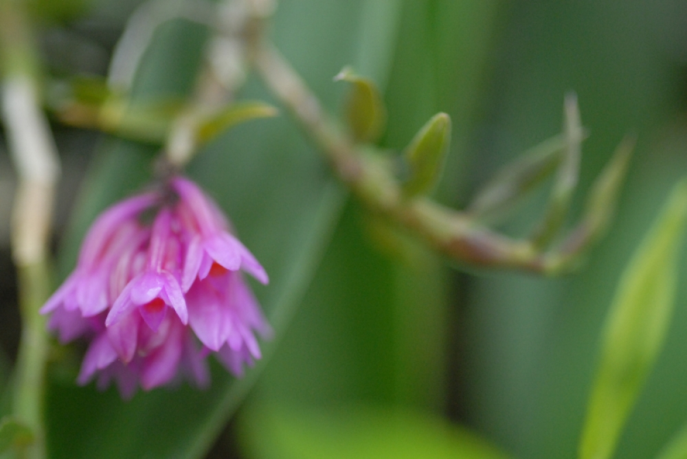 Dendrobium dichaeoides (aufgebunden)