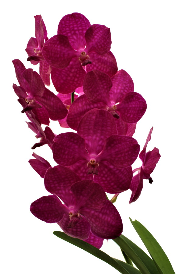 Vanda NITAYA® Raspberry Cerise