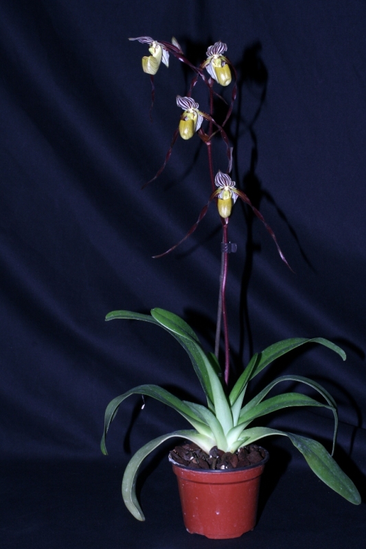 Paphiopedilum philippinense 