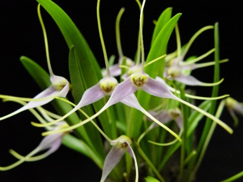 Masdevallia lilacina