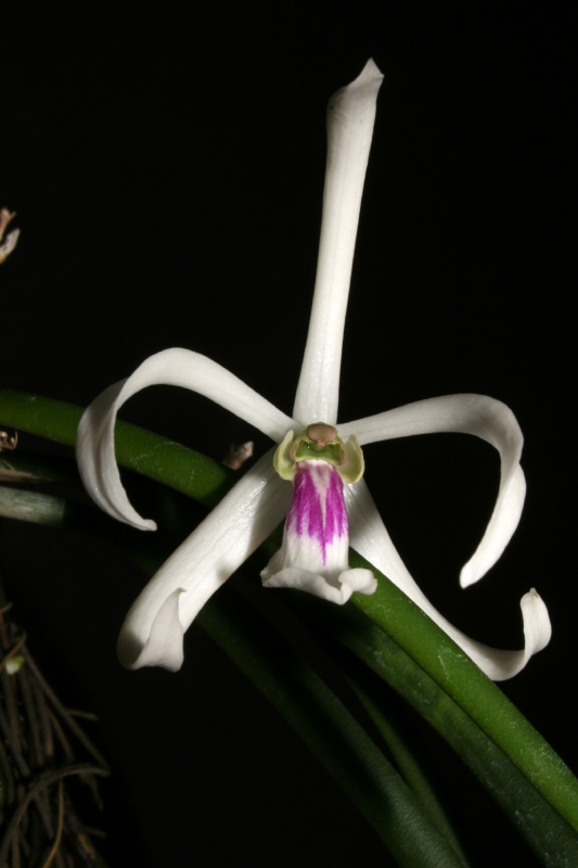 Leptotes bicolor var. majus