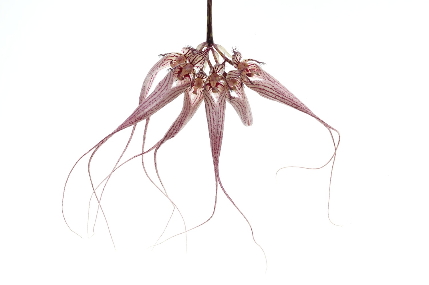Bulbophyllum Louis Sander