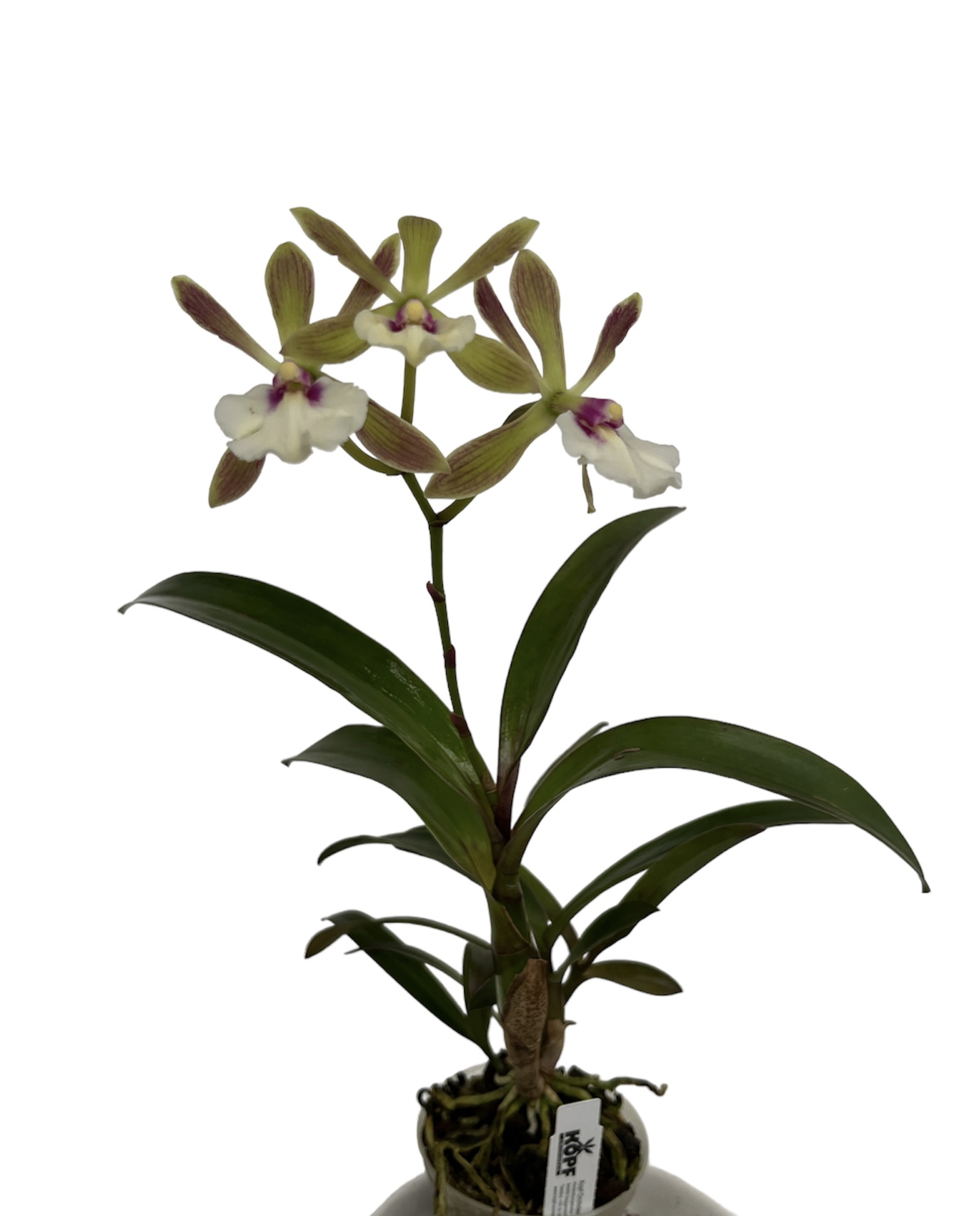 Encyclia cordigera x Epi. Rene Marques