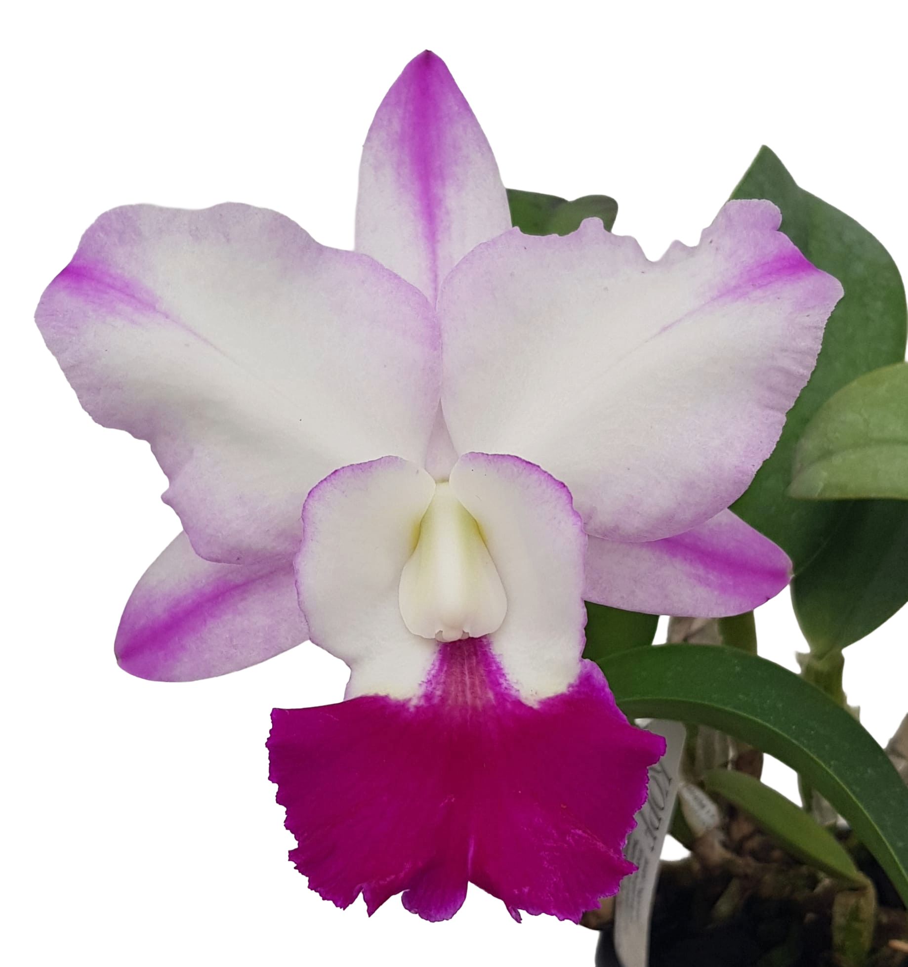 Cattleya Hua Young Royal 'Five Star'