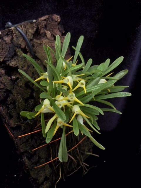 Masdevallia kyphonantha