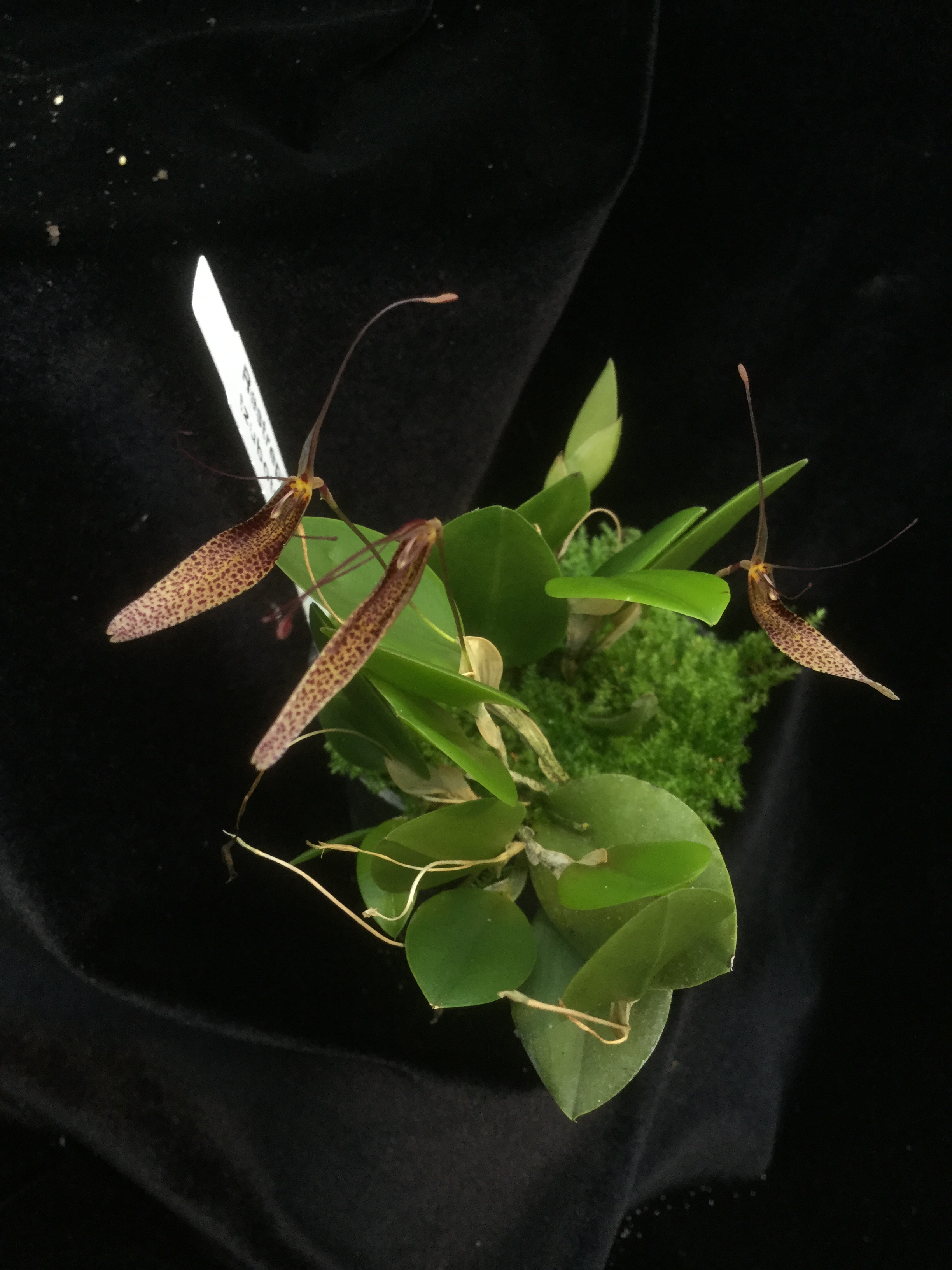 Restrepia tsubotae