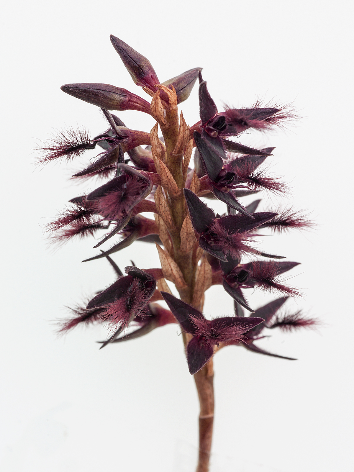 Bulbophyllum saltatorium (mounted)