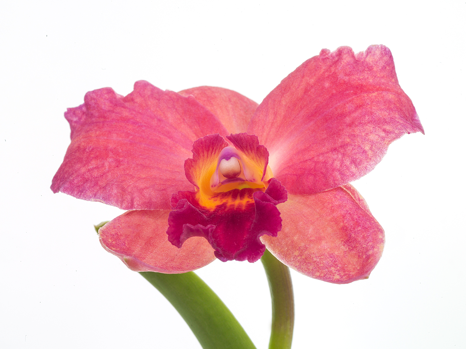 Cattleya (Slc.) Sonnenberg (aufgebunden)