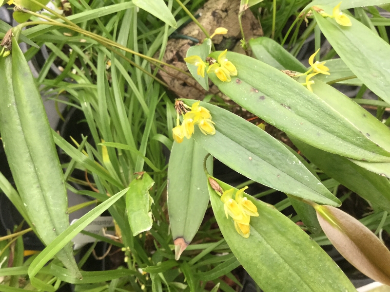 Pleurothallis isthmica