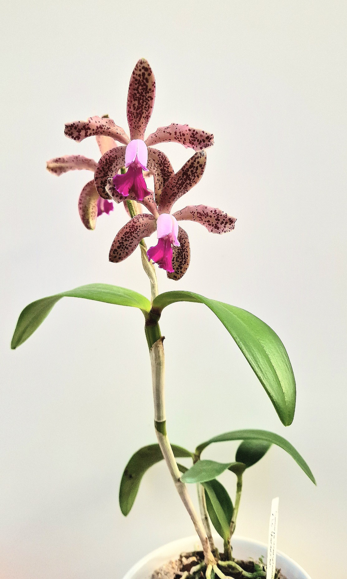 Cattleya Interglossa x Lc. Mariechen