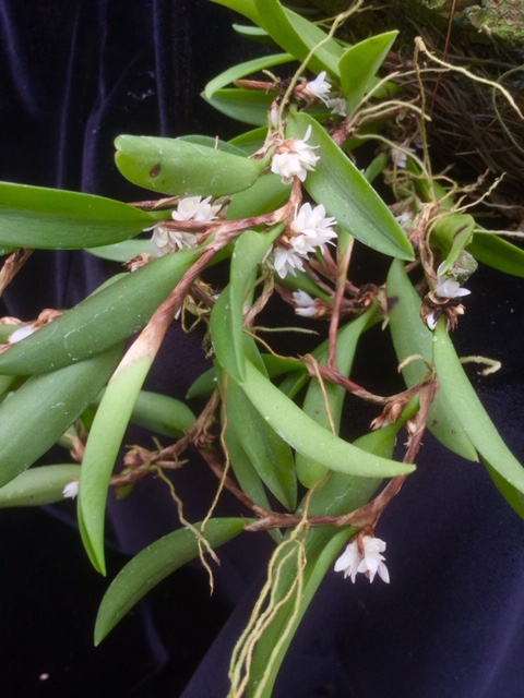 Ceratostylis lancifolia