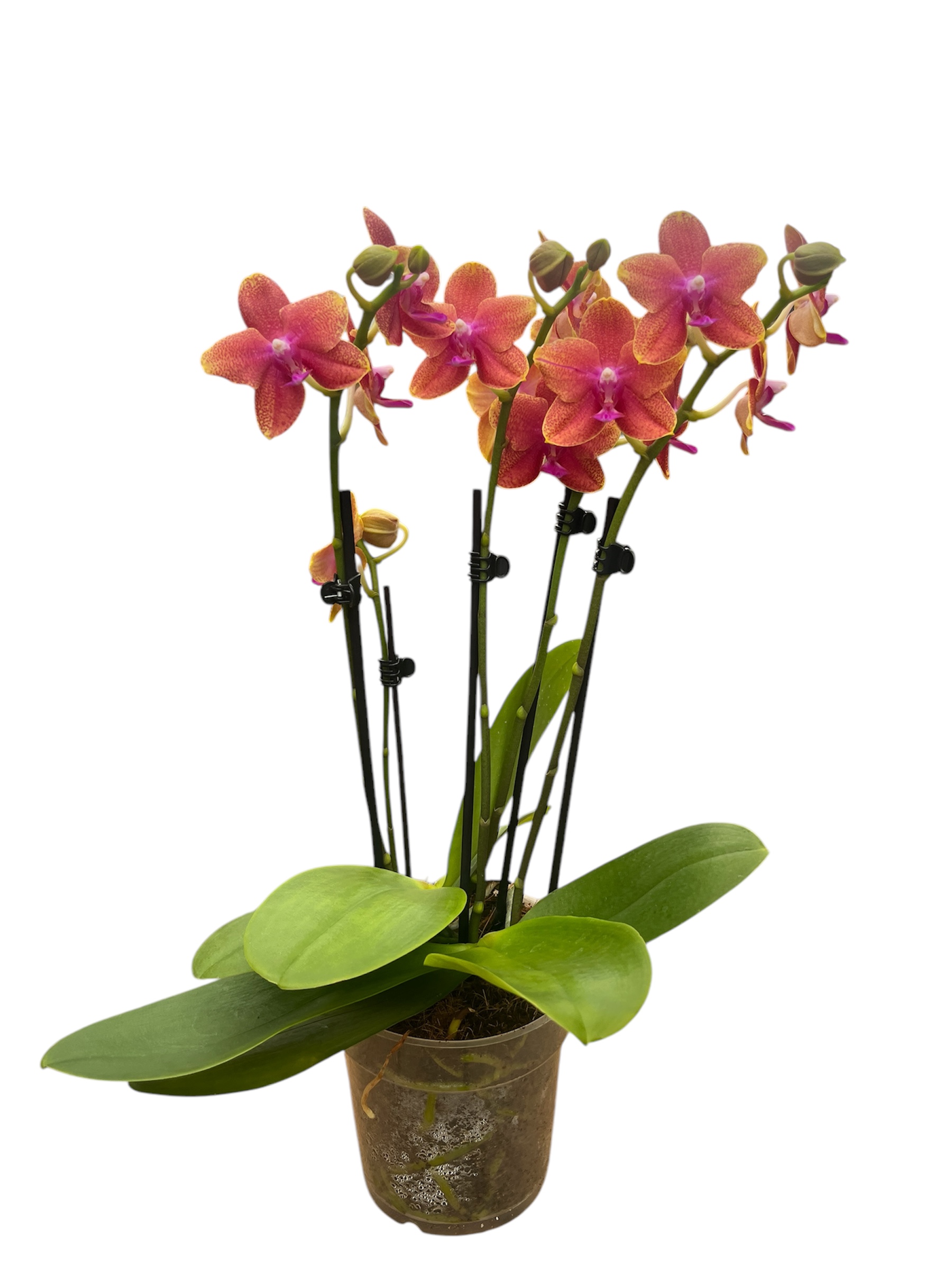 Phalaenopsis bolgheri