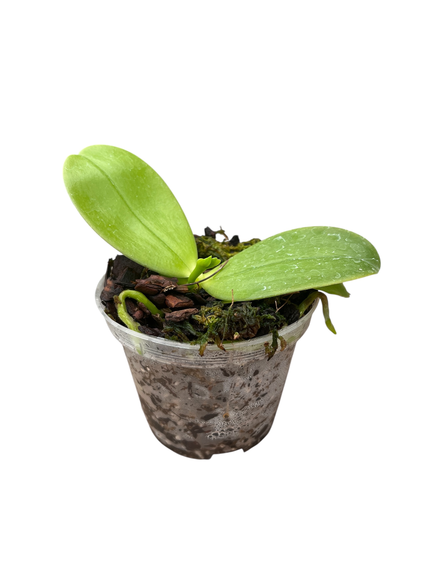 Phalaenopsis violacea 'Indigo' x Phal. Samera 'Blue'