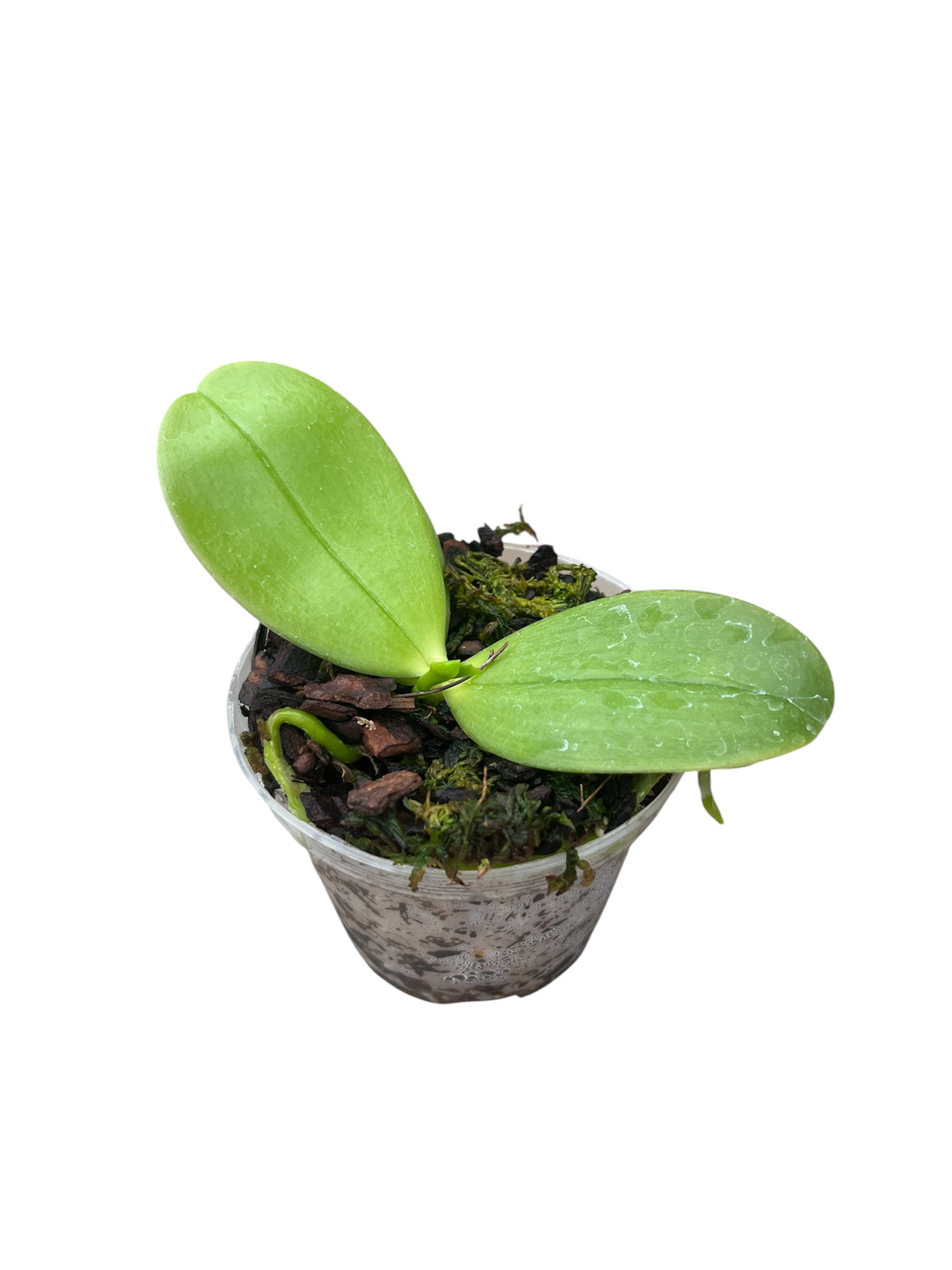 Phalaenopsis violacea 'Indigo' x Phal. Samera 'Blue'