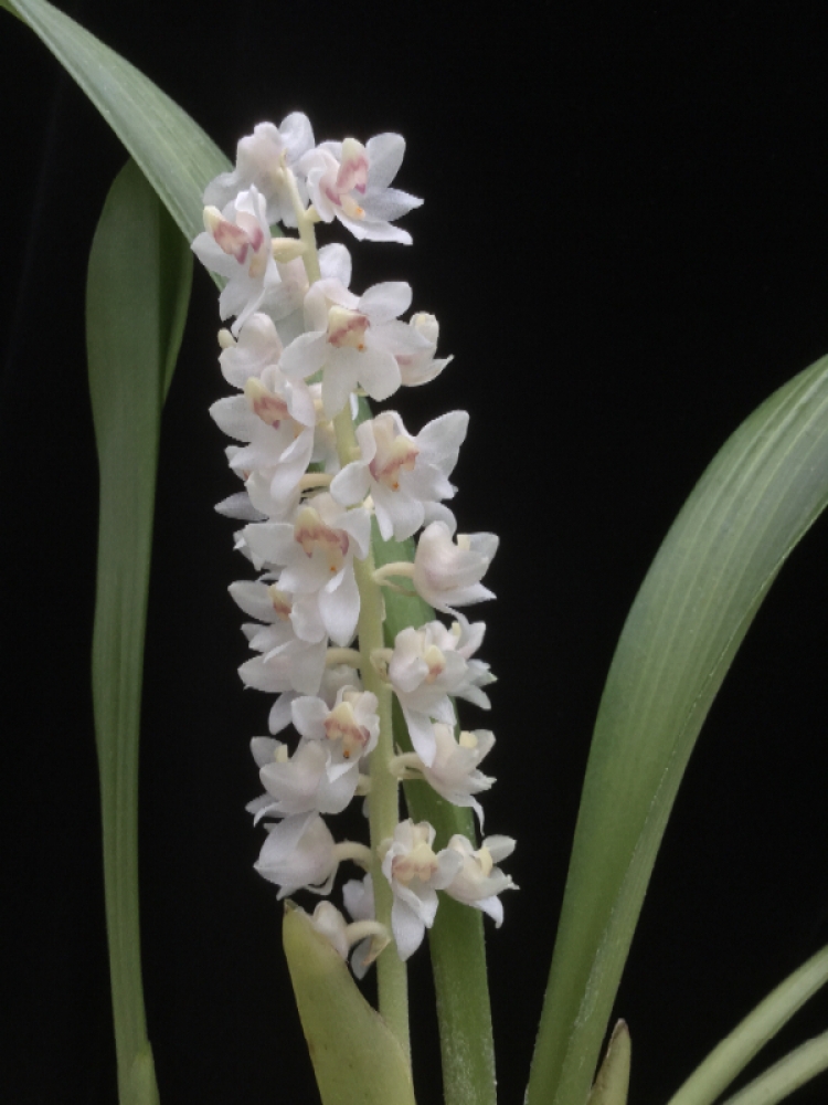 Bryobium hyacinthoides