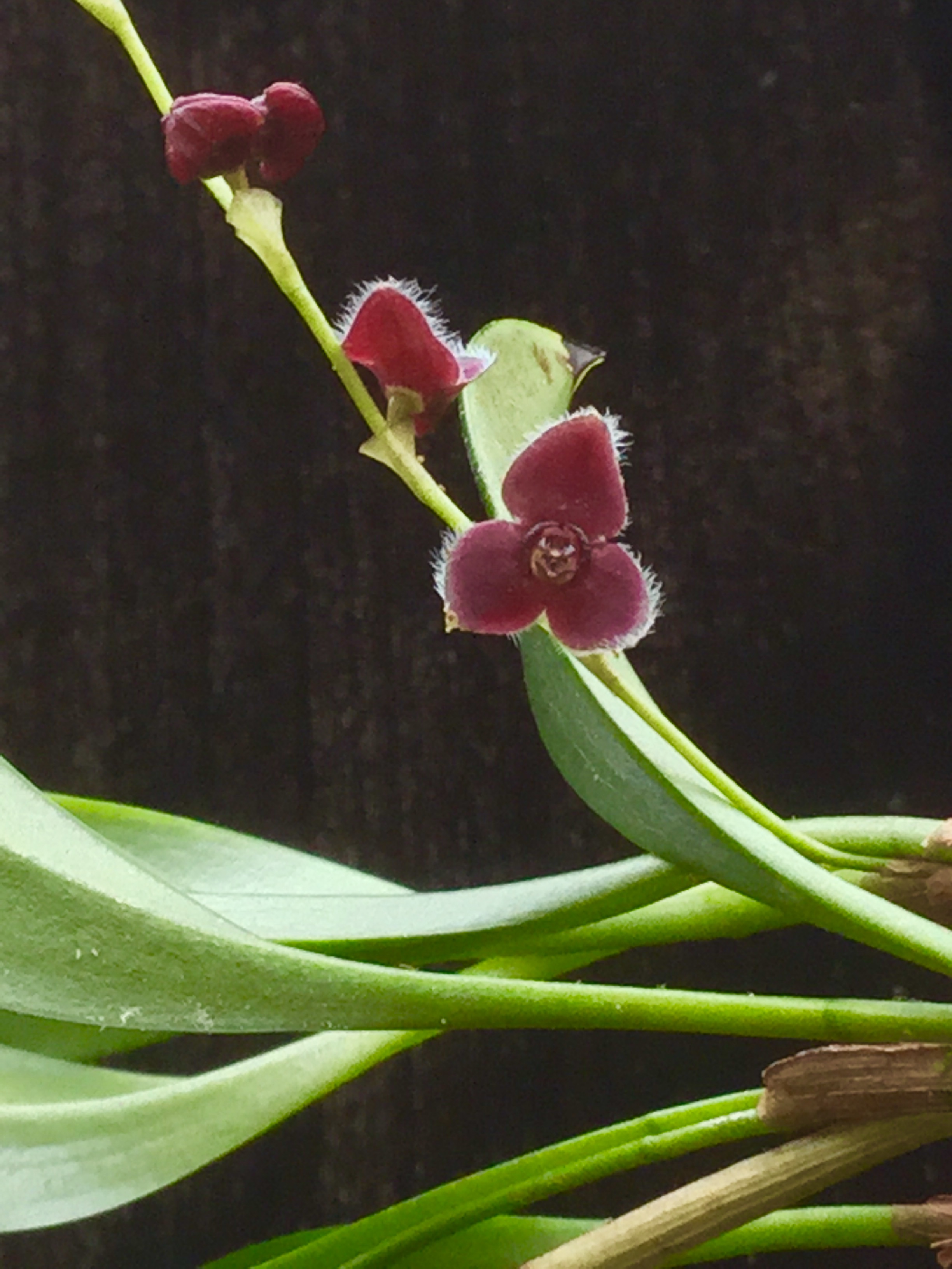 Stelis ciliolata