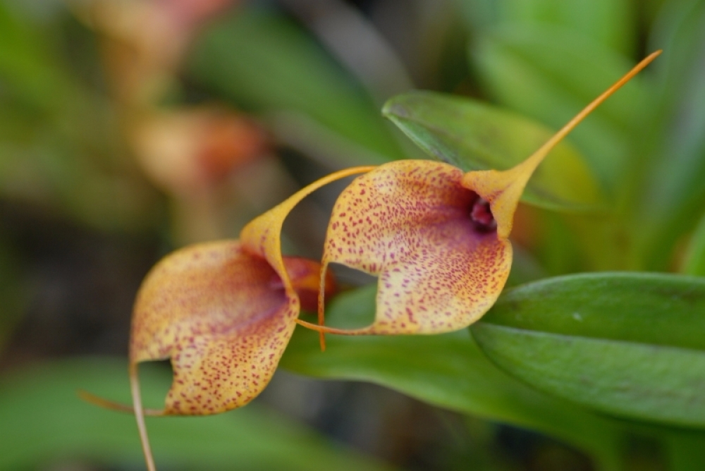 Masdevallia Sugar Baby