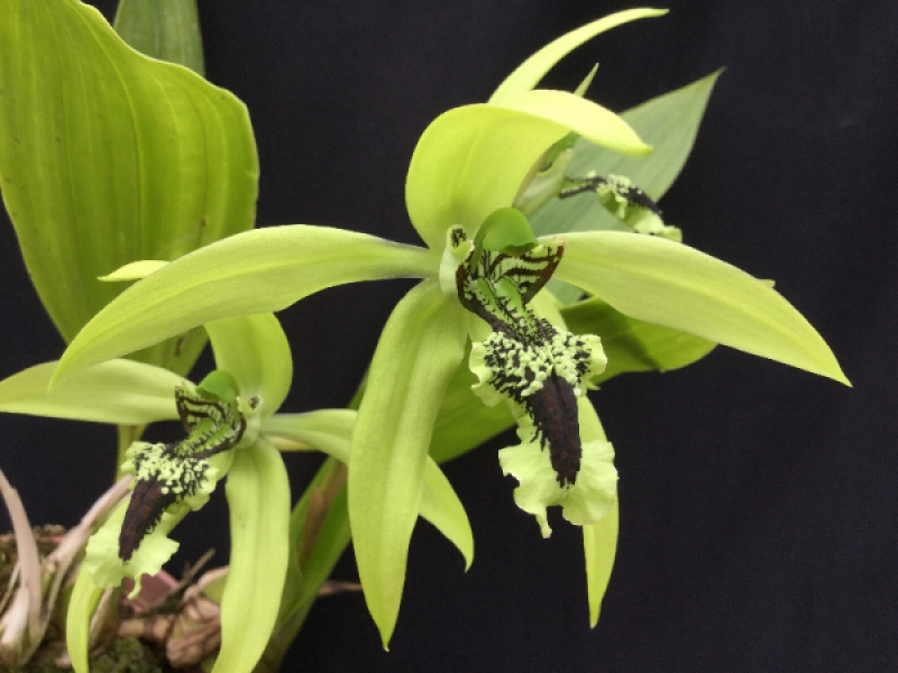 Coelogyne pandurata