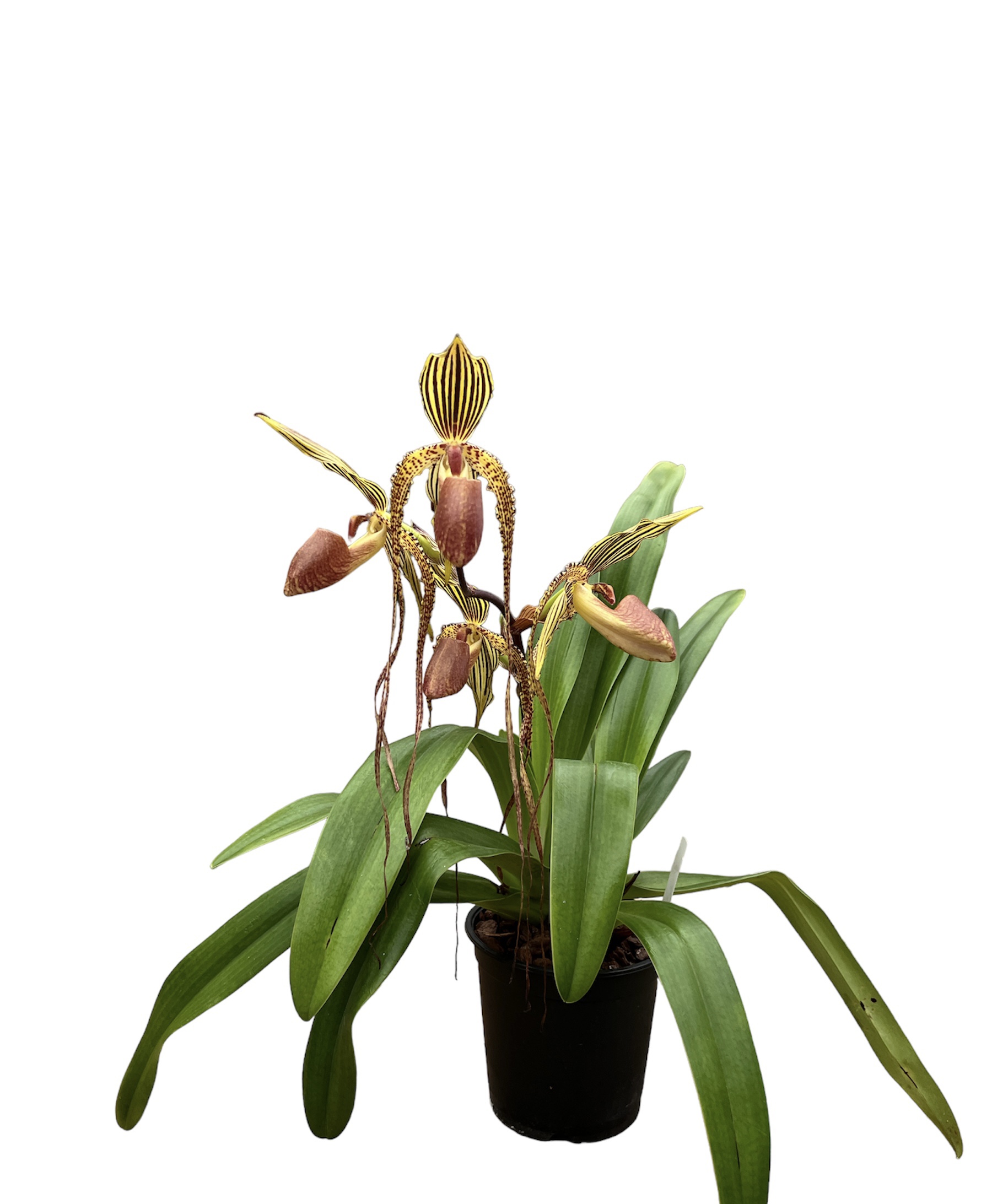 Paphiopedilum Shin-Yi Williams 'Dark Chocolate' x sanderianum 'Lady in Red'