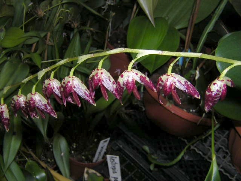 Pleurothallis restrepioides