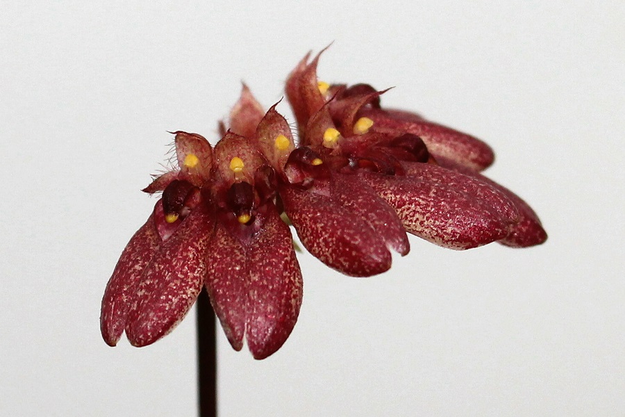 Bulbophyllum corolliferum