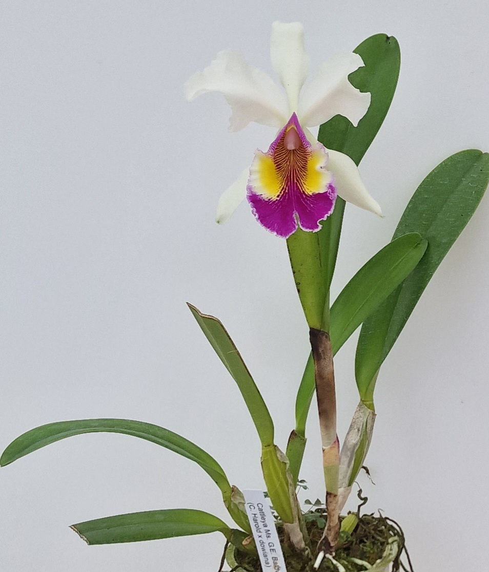 Cattleya Mrs. G. E. Baldwin