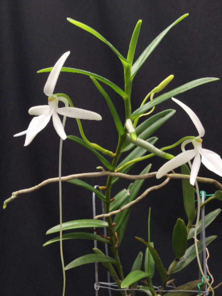 Jumellea comorensis
