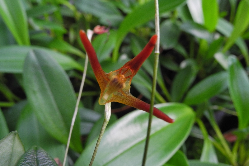 Porroglossum lycinum