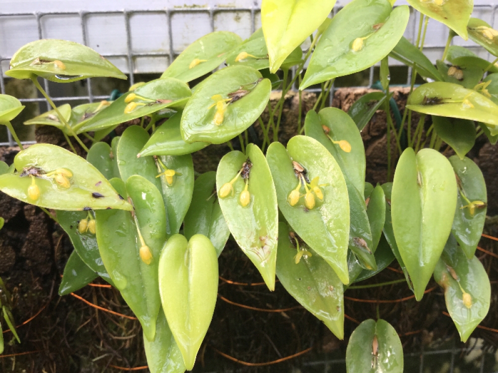 Pleurothallis cordifolia